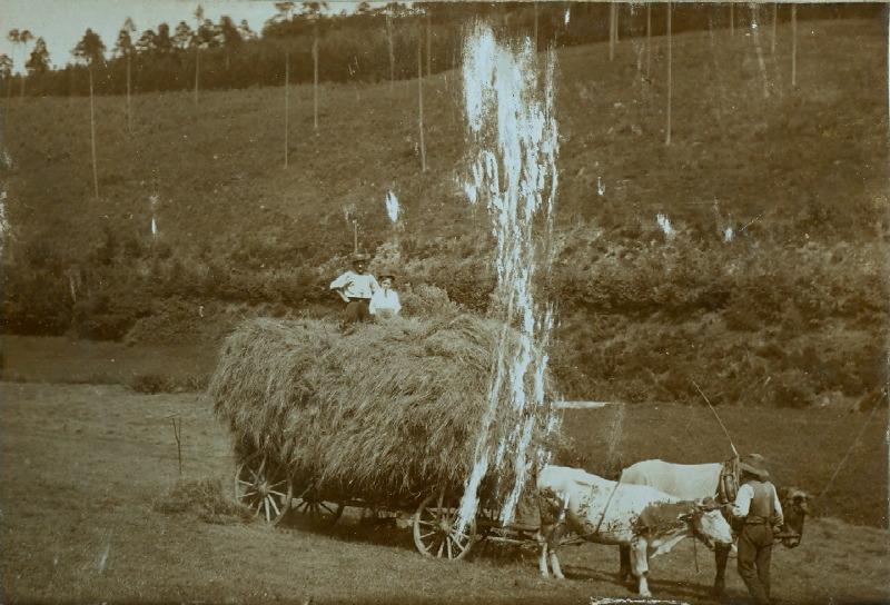 leowieseheuwagen1910_3.jpg